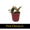Show in main carousel: ReptiFauna Dart Frog 2-in Pot Live Plant, 3 count slide 4 of 6