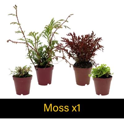 Show full view: ReptiFauna Dart Frog 2-in Pot Live Plant, 3 count slide 5 of 6