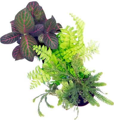 Show full view: ReptiFauna Dart Frog 2-in Pot Live Plant, 3 count slide 3 of 6