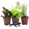Show in main carousel: ReptiFauna Dart Frog 2-in Pot Live Plant, 3 count slide 2 of 6
