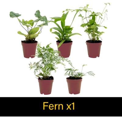 Show full view: ReptiFauna Dart Frog 2-in Pot Live Plant, 3 count slide 6 of 6