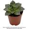 Show in main carousel: ReptiFauna Desert Echeveria Reptile Live, 2-in Pot, 1 count slide 1 of 9
