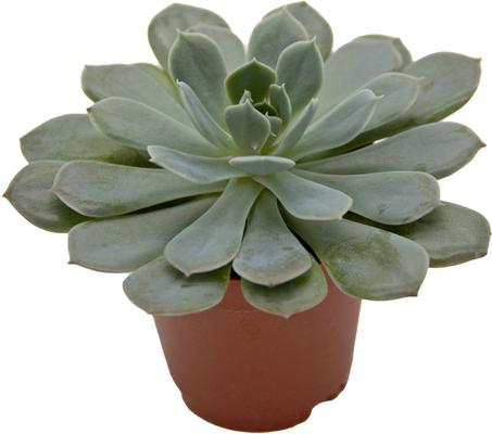 Show full view: ReptiFauna Desert Echeveria Reptile Live, 2-in Pot, 1 count slide 6 of 9