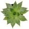 Show in main carousel: ReptiFauna Desert Echeveria Reptile Live, 2-in Pot, 1 count slide 9 of 9