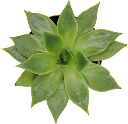 Show full view: ReptiFauna Desert Echeveria Reptile Live, 2-in Pot, 1 count slide 9 of 9
