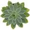 Show in main carousel: ReptiFauna Desert Echeveria Reptile Live, 2-in Pot, 1 count slide 5 of 9