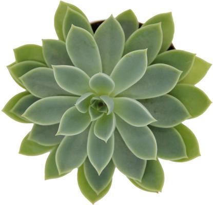 Show full view: ReptiFauna Desert Echeveria Reptile Live, 2-in Pot, 1 count slide 5 of 9