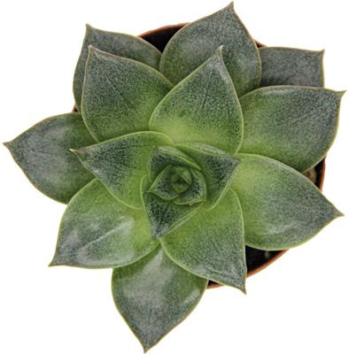 Show full view: ReptiFauna Desert Echeveria Reptile Live, 2-in Pot, 1 count slide 3 of 9