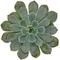 Show in main carousel: ReptiFauna Desert Echeveria Reptile Live, 2-in Pot, 1 count slide 7 of 9