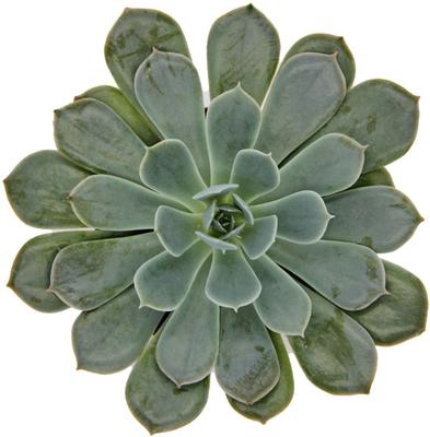 Show full view: ReptiFauna Desert Echeveria Reptile Live, 2-in Pot, 1 count slide 7 of 9
