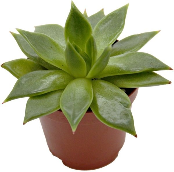 ReptiFauna Desert Echeveria Reptile Live, 2-in Pot
