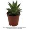 Show in main carousel: ReptiFauna Desert Haworthia Live Plant, 2-in Pot, 1 count slide 1 of 9