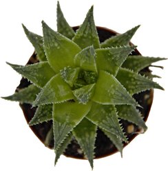 ReptiFauna Desert Haworthia Live Plant, 2-in Pot, 1 count slide 2 of 9