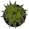 Show in main carousel: ReptiFauna Desert Haworthia Live Plant, 2-in Pot, 1 count slide 3 of 9