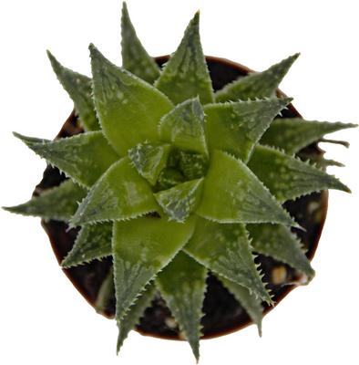 Show full view: ReptiFauna Desert Haworthia Live Plant, 2-in Pot, 1 count slide 3 of 9