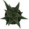 Show in main carousel: ReptiFauna Desert Haworthia Live Plant, 2-in Pot, 1 count slide 9 of 9