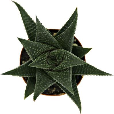 Show full view: ReptiFauna Desert Haworthia Live Plant, 2-in Pot, 1 count slide 9 of 9