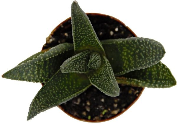 ReptiFauna Desert Haworthia Live Plant, 2-in Pot