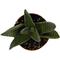 Show in main carousel: ReptiFauna Desert Haworthia Live Plant, 2-in Pot, 1 count slide 7 of 9