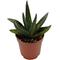 Show in main carousel: ReptiFauna Desert Haworthia Live Plant, 2-in Pot, 1 count slide 6 of 9