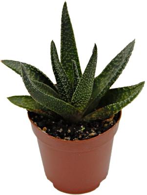Show full view: ReptiFauna Desert Haworthia Live Plant, 2-in Pot, 1 count slide 6 of 9