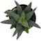 Show in main carousel: ReptiFauna Desert Haworthia Live Plant, 2-in Pot, 1 count slide 5 of 9