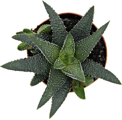 Show full view: ReptiFauna Desert Haworthia Live Plant, 2-in Pot, 1 count slide 5 of 9