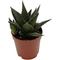 Show in main carousel: ReptiFauna Desert Haworthia Live Plant, 2-in Pot, 1 count slide 4 of 9