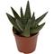 Show in main carousel: ReptiFauna Desert Haworthia Live Plant, 2-in Pot, 1 count slide 8 of 9