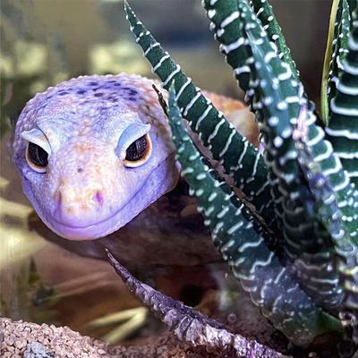 Show full view: ReptiFauna Desert Haworthia Live Plant, 2-in Pot, 1 count slide 2 of 9