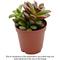 Show in main carousel: ReptiFauna Desert Sedum Live Plant, 2-in Pot, 1 count slide 1 of 9