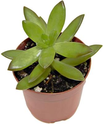 Show full view: ReptiFauna Desert Sedum Live Plant, 2-in Pot, 1 count slide 6 of 9