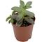Show in main carousel: ReptiFauna Desert Sedum Live Plant, 2-in Pot, 1 count slide 4 of 9