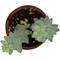 Show in main carousel: ReptiFauna Desert Sedum Live Plant, 2-in Pot, 1 count slide 9 of 9