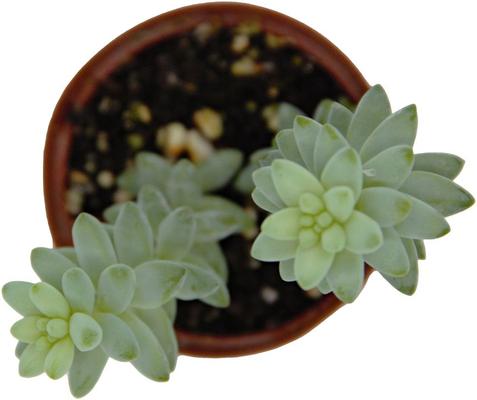Show full view: ReptiFauna Desert Sedum Live Plant, 2-in Pot, 1 count slide 9 of 9