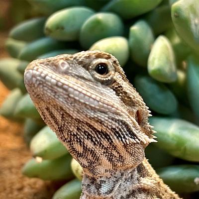 Show full view: ReptiFauna Desert Sedum Live Plant, 2-in Pot, 1 count slide 2 of 9