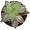Show in main carousel: ReptiFauna Desert Sedum Live Plant, 2-in Pot, 1 count slide 5 of 9