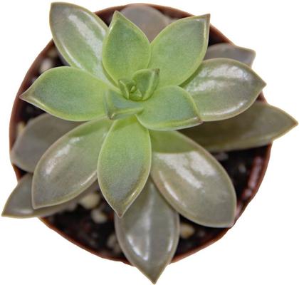 Show full view: ReptiFauna Desert Sedum Live Plant, 2-in Pot, 1 count slide 5 of 9