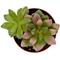 Show in main carousel: ReptiFauna Desert Sedum Live Plant, 2-in Pot, 1 count slide 3 of 9