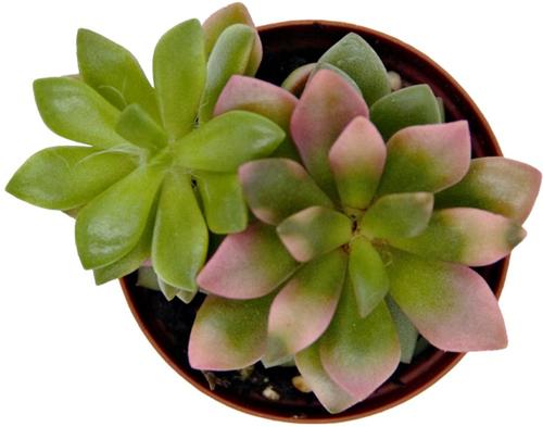 Show full view: ReptiFauna Desert Sedum Live Plant, 2-in Pot, 1 count slide 3 of 9