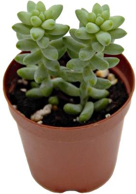 Show full view: ReptiFauna Desert Sedum Live Plant, 2-in Pot, 1 count slide 8 of 9
