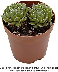 ReptiFauna Desert Sempervivum Live Plant, 2-in Pot, 1 count