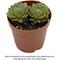 Show in main carousel: ReptiFauna Desert Sempervivum Live Plant, 2-in Pot, 1 count slide 1 of 9