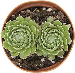 ReptiFauna Desert Sempervivum Live Plant, 2-in Pot, 1 count slide 2 of 9