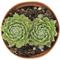 Show in main carousel: ReptiFauna Desert Sempervivum Live Plant, 2-in Pot, 1 count slide 3 of 9