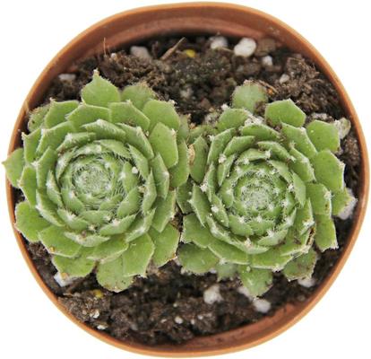Show full view: ReptiFauna Desert Sempervivum Live Plant, 2-in Pot, 1 count slide 3 of 9