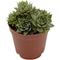 Show in main carousel: ReptiFauna Desert Sempervivum Live Plant, 2-in Pot, 1 count slide 6 of 9
