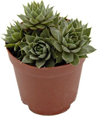 Show full view: ReptiFauna Desert Sempervivum Live Plant, 2-in Pot, 1 count slide 6 of 9