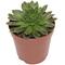 Show in main carousel: ReptiFauna Desert Sempervivum Live Plant, 2-in Pot, 1 count slide 4 of 9