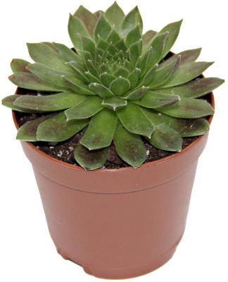 Show full view: ReptiFauna Desert Sempervivum Live Plant, 2-in Pot, 1 count slide 4 of 9